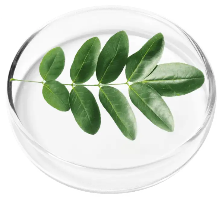 RevivaGlow Ingredient Sophora Japonica Flower