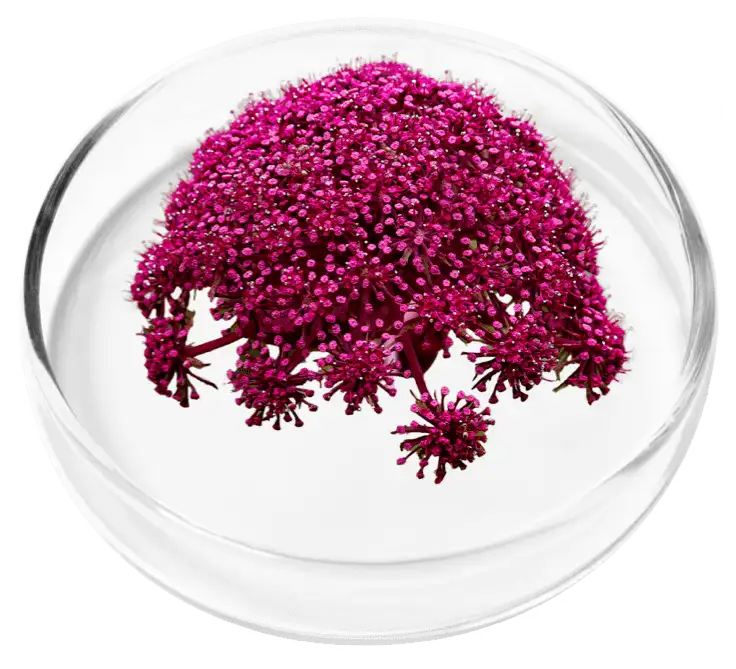 RevivaGlow Ingredient Angelica Gigas Root 